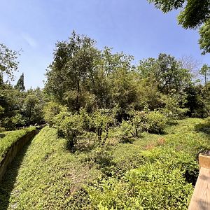 Chinese Red Panda Exhibit #2