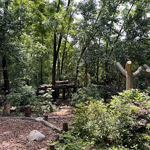 Example of Giant Panda Exhibit