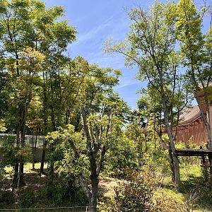 Example of Giant Panda Exhibit