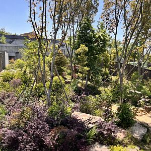 Example of Giant Panda Exhibit