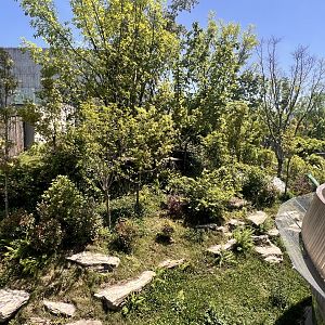 Example of Giant Panda Exhibit