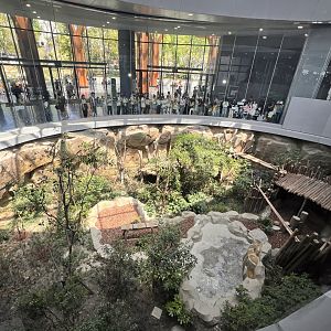 Example of Giant Panda Indoor Exhibit