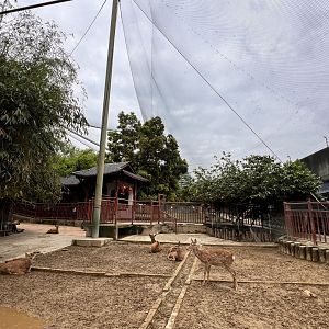 Small Sika Deer Exhibit inside Aviary