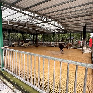 Depressing Alpaca Exhibit