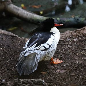 Scaly-sided Merganser