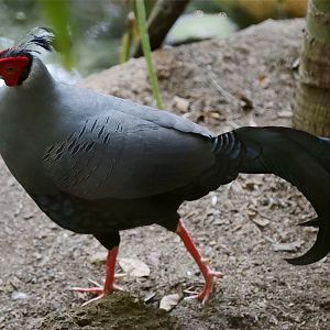 Siamese Fireback
