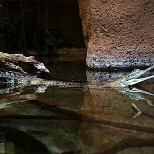 Gharial