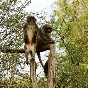 Allen's Swamp Monkey (Allenopithecus nigroviridis)