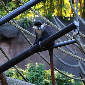 Schmidt’s Red-tailed Monkey