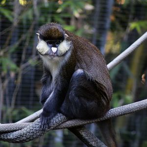 Schmidt’s Red-tailed Monkey