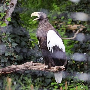 Steller's Sea Eagle