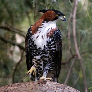 Ornate Hawk-Eagle (Spizaetus ornatus), December 2019