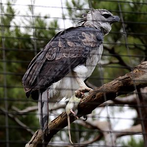 Harpy Eagle