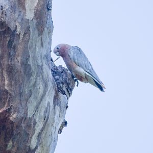 Little Corella x Galah hybrid