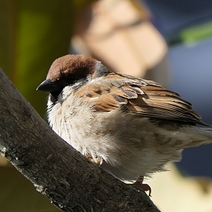 Eurasian Tree Sparrow (Passer montanus saturatus).