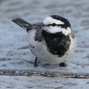 Black-backed Wagtail (Motacilla alba lugens)