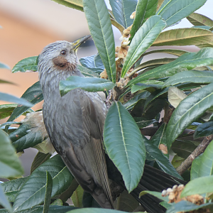 Brown-eared Bulbul (Hypsipetes amaurotis amaurotis)