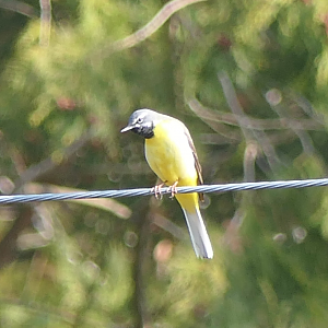 Western Grey Wagtail (Motacilla cinerea cinerea)