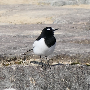 Japanese Wagtail (Motacilla grandis)