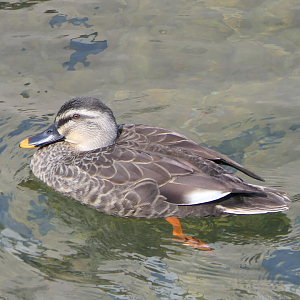 Eastern Spot-billed Duck (Anas zonorhyncha)