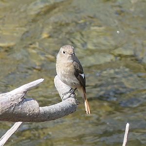 Daurian Redstart (Phoenicurus auroreus auroreus)