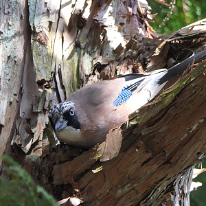 Japanese Jay (Garrulus glandarius japonicus)