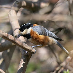 Varied Tit (Sittiparus varius varius)