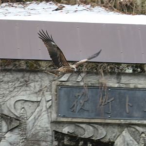 Black-eared Kite (Milvus migrans lineatus)