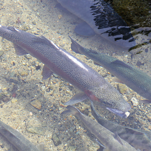 Rainbow Trout (Oncorhynchus mykiss)