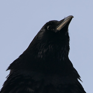 Eastern Carrion Crow (Corvus corone orientalis)