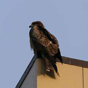 Black-eared Kite (Milvus migrans lineatus)