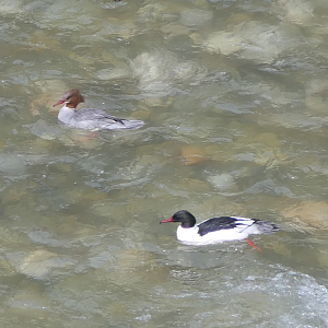 Asian Goosander (Mergus merganser orientalis)