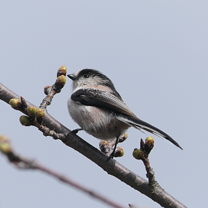 Honshu Long-tailed Tit (Aegithalos caudatus trivirgatus)