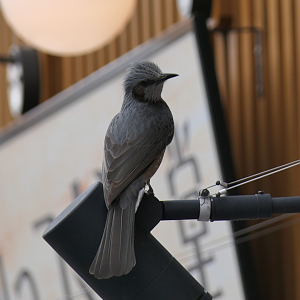 Brown-eared Bulbul (Hypsipetes amaurotis amaurotis)