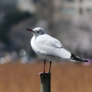 Black-headed Gull (Chroicocephalus ridibundus)