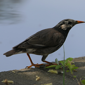 White-cheeked Starling (Spodiopsar cineraceus)