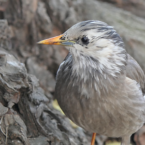 White-cheeked Starling (Spodiopsar cineraceus)