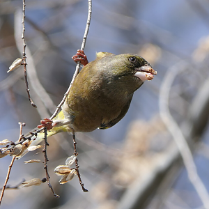 Oriental Greenfinch (Chloris sinica minor)