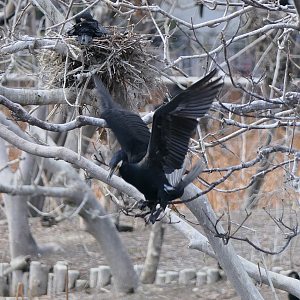Japanese Great Cormorant (Phalacrocorax carbo hanedae)