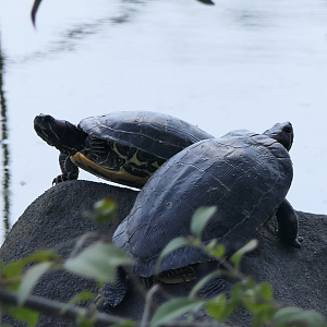Red-eared Slider (Trachemys scripta elegans)