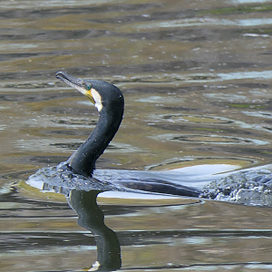 Japanese Great Cormorant (Phalacrocorax carbo hanedae)