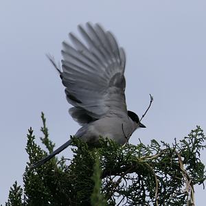 Japanese Azure-winged Magpie (Cyanopica cyanus japonica)