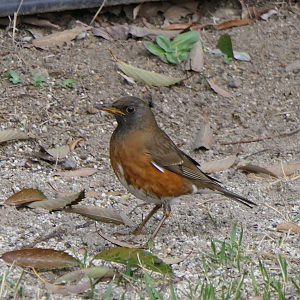 Brown-headed Thrush (Turdus chrysolaos chrysolaos)