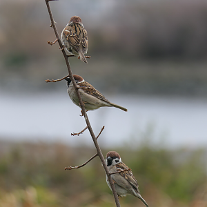 Eurasian Tree Sparrow (Passer montanus saturatus)