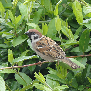 Eurasian Tree Sparrow (Passer montanus saturatus)