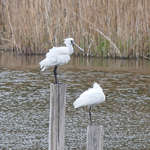 Black-faced Spoonbill (Platalea minor)