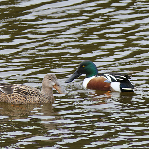 Northern Shoveler (Spatula clypeata)