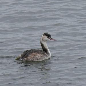 Eurasian Great Crested Grebe (Podiceps cristatus cristatus)