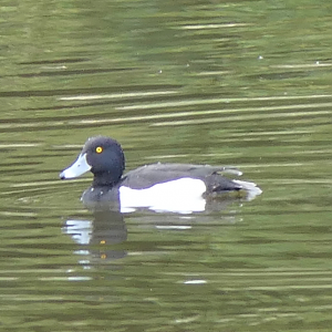 Tufted Duck (Aythya fuligula)
