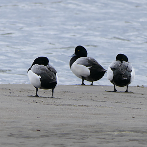 Greater Scaup (Aythya marila)